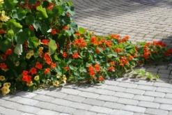 Perinnekivi 172x115x60 mm harmaa