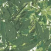 Tapetti Decor Maison Belle 5337-3, non-woven, kasvi, vihreä